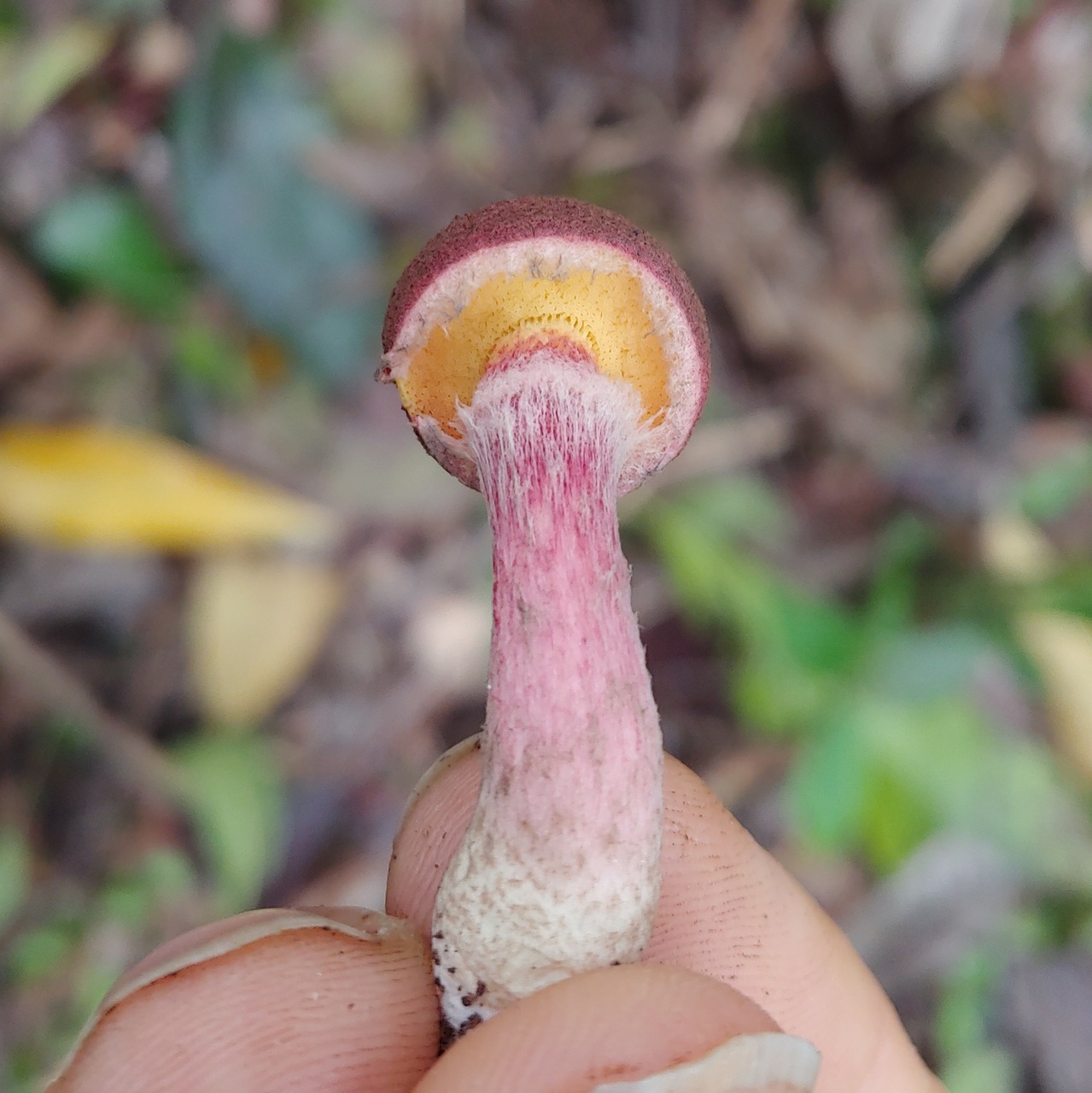 Observation mo-506480, Boletellus cubensis