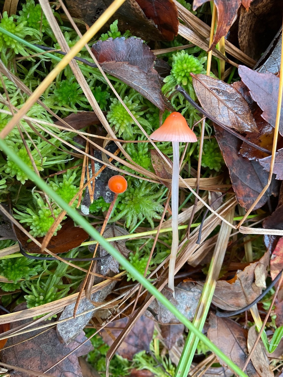 Observation mo-507559, Mycena subincarnata