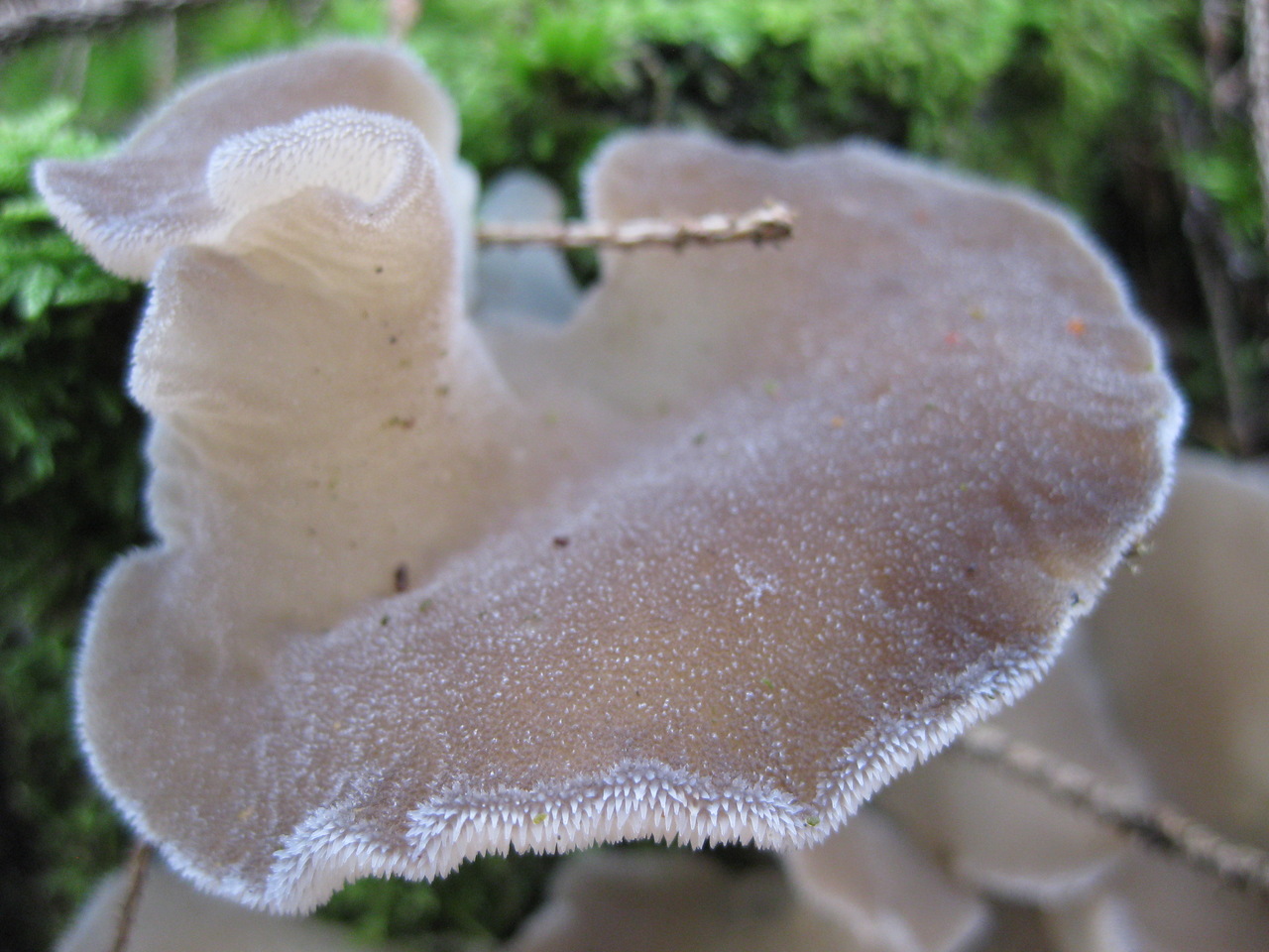 Observation mo-507627, Pseudohydnum gelatinosum