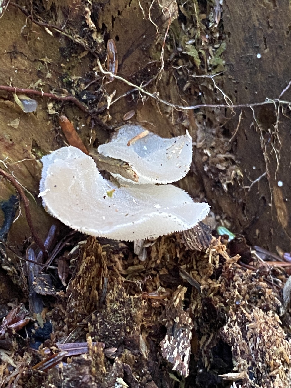 Observation mo-508471, Pseudohydnum gelatinosum