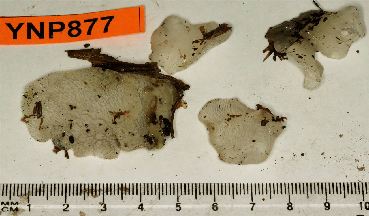 Observation mo-50898, Pseudohydnum gelatinosum