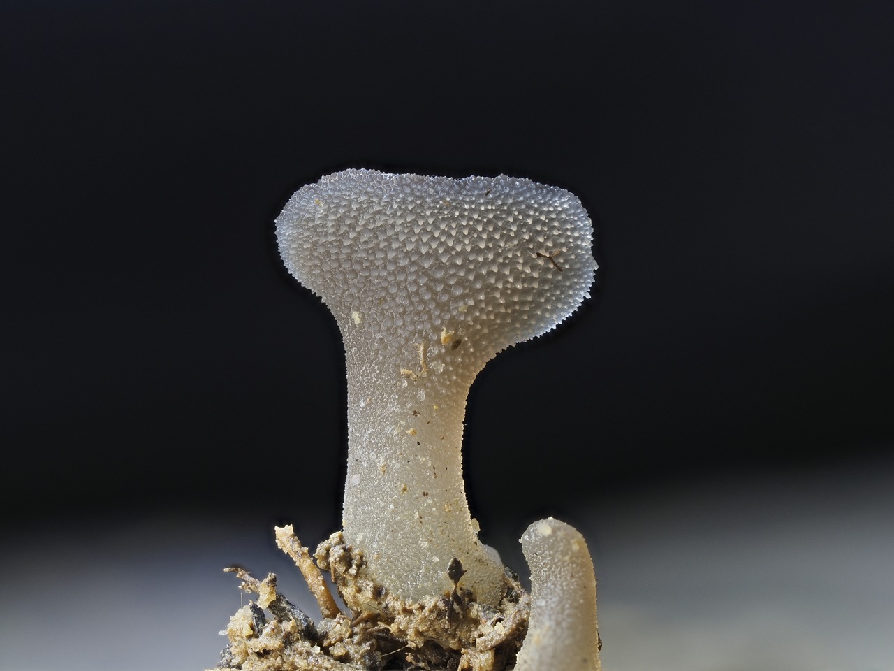 Observation mo-509099, Pseudohydnum gelatinosum