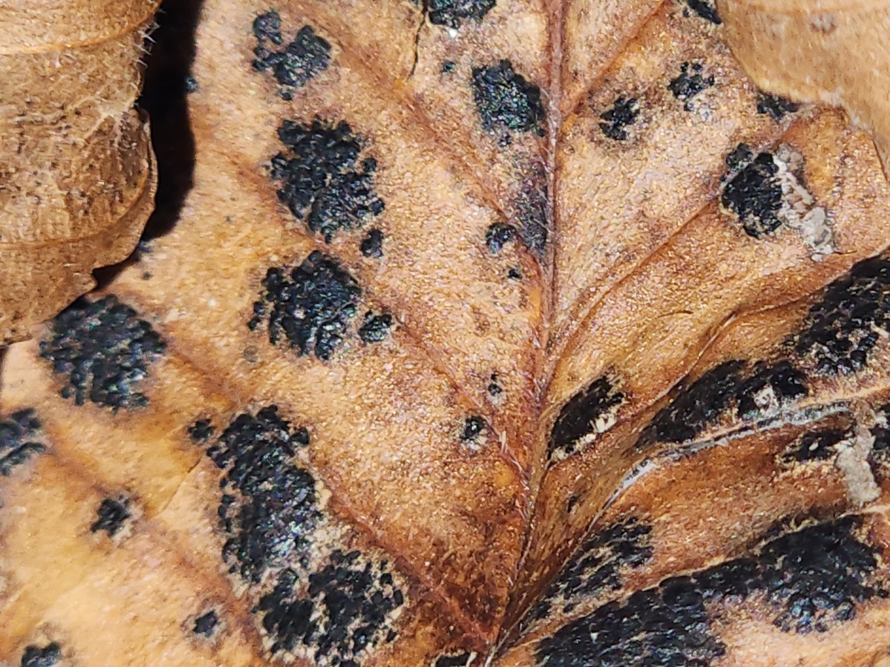 Observation mo-510263, Stegophora ulmea