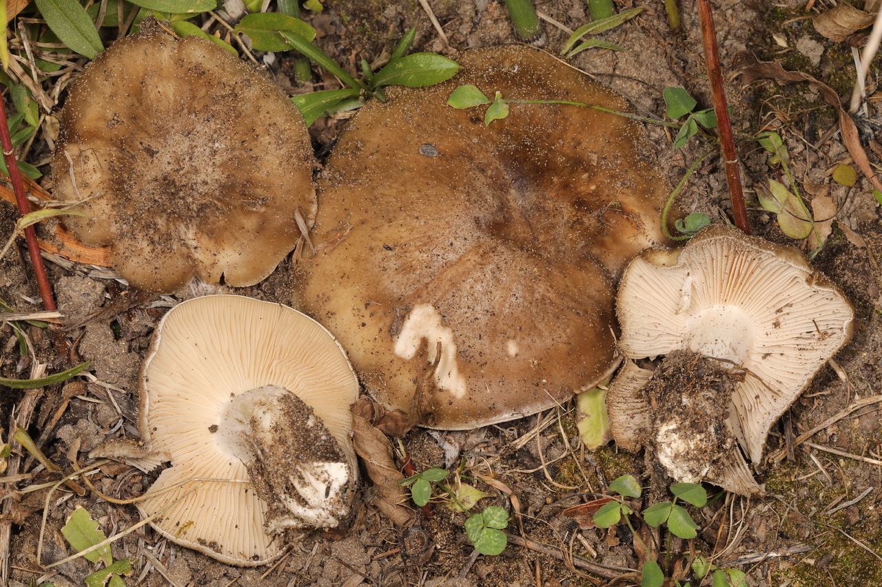 Observation mo-510581, Lyophyllum loricatum