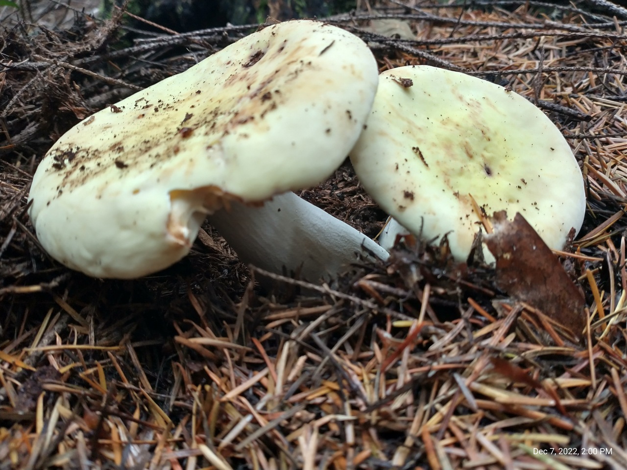 Observation mo-511001, Russula ochroleuca