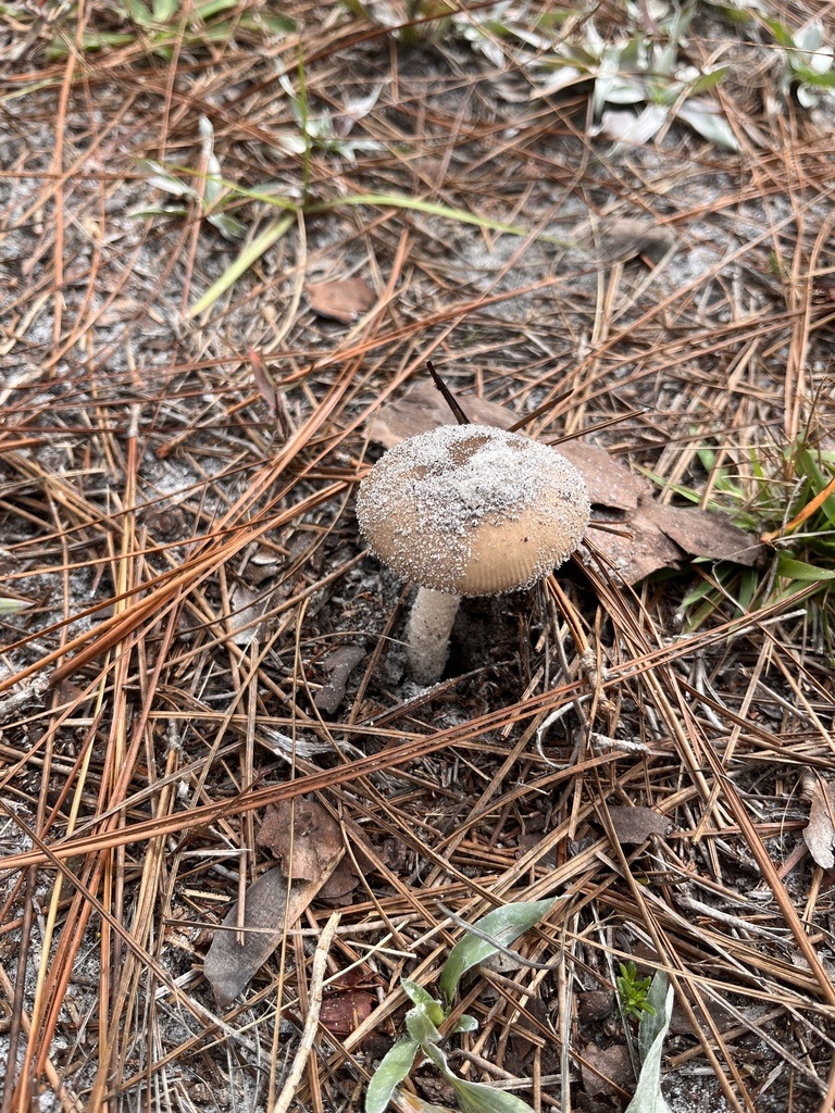 Observation mo-511732, Amanita oakmanensis