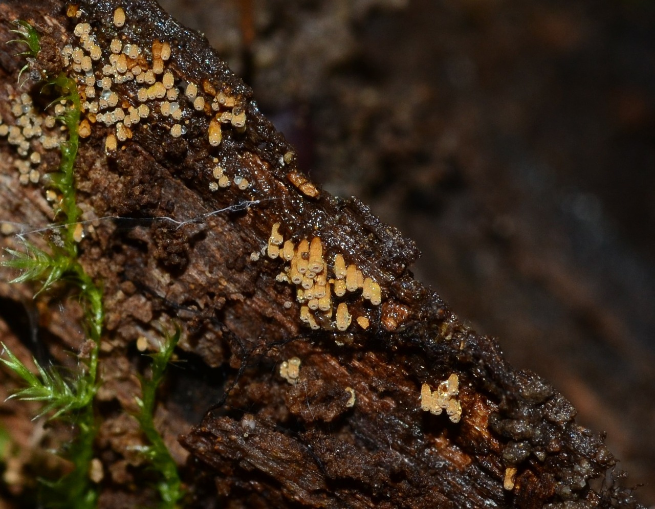 Observation mo-511784, Maireina maxima