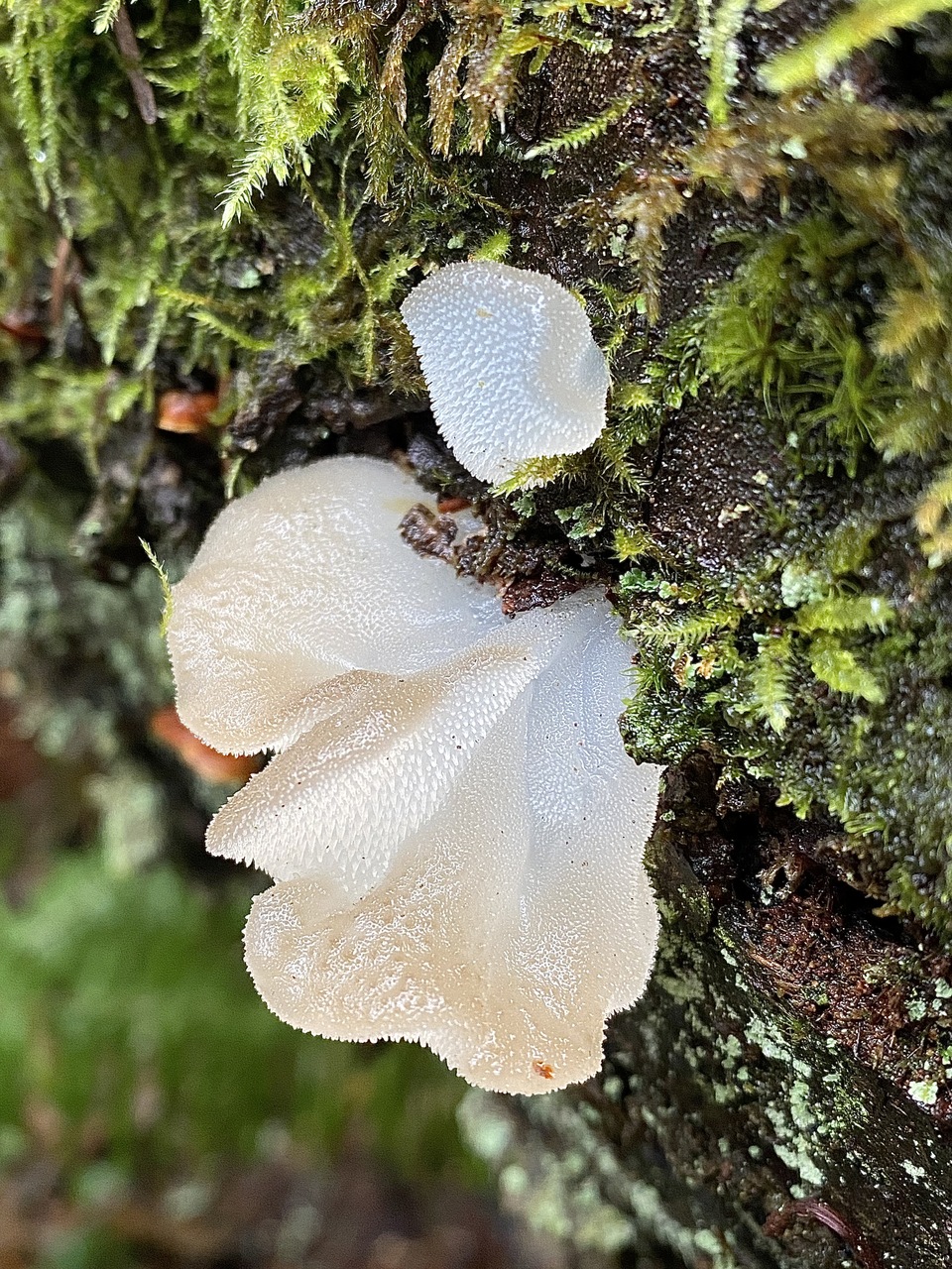 Observation mo-513171, Pseudohydnum gelatinosum