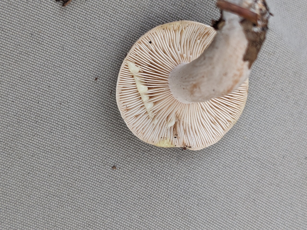 Observation mo-513180, Lactarius delicatus