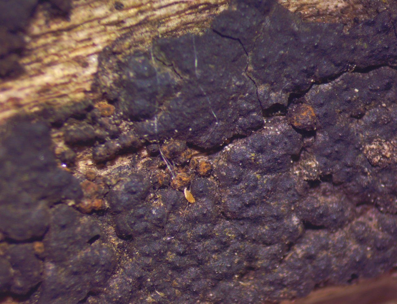 Observation mo-513267, Creosphaeria sassafras