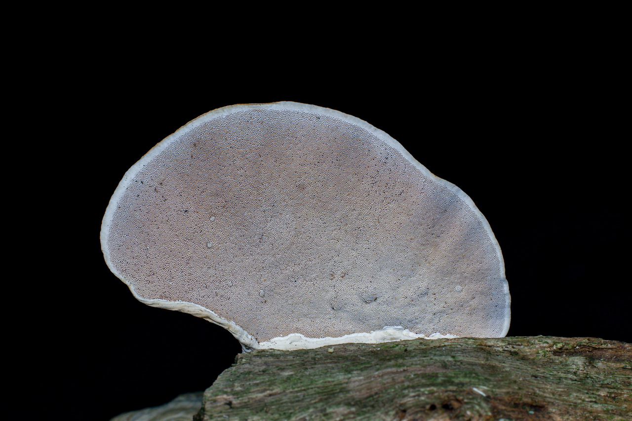 Observation mo-513580, Ranadivia modesta