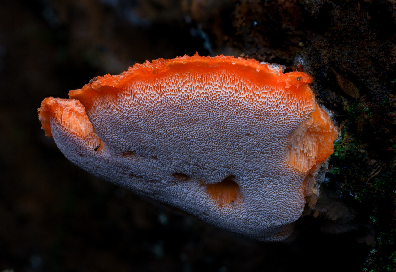 Observation mo-513594, Tyromyces incarnatus