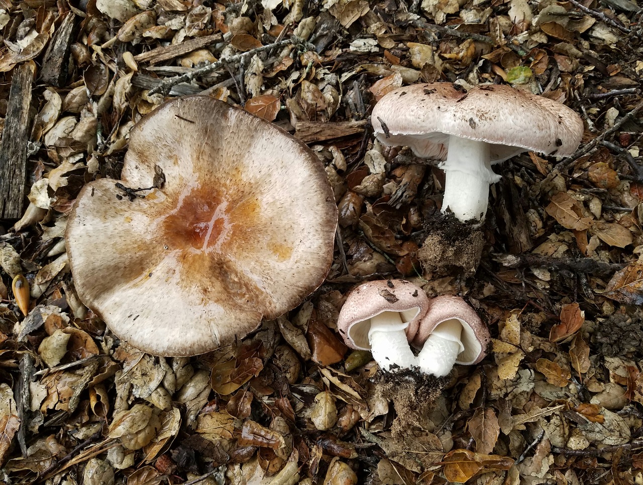 Observation mo-513818, Agaricus sp. 'tawny-gold'