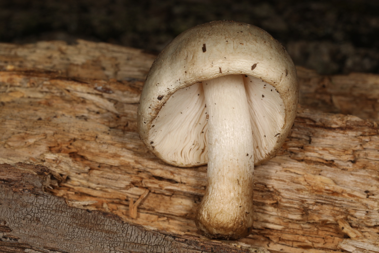 Observation mo-515114, Pluteus niveus