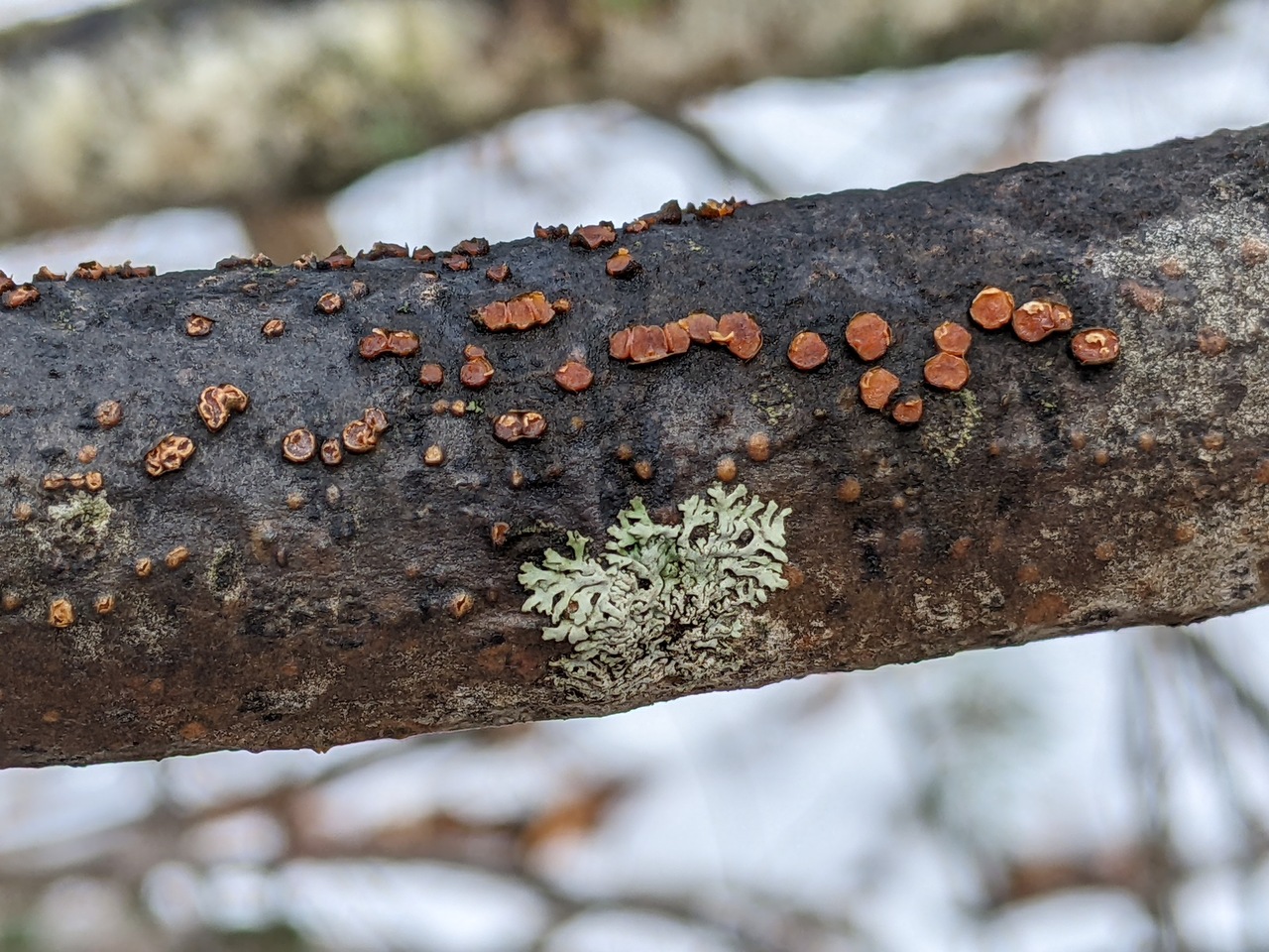 Observation mo-515639, Pezicula ocellata