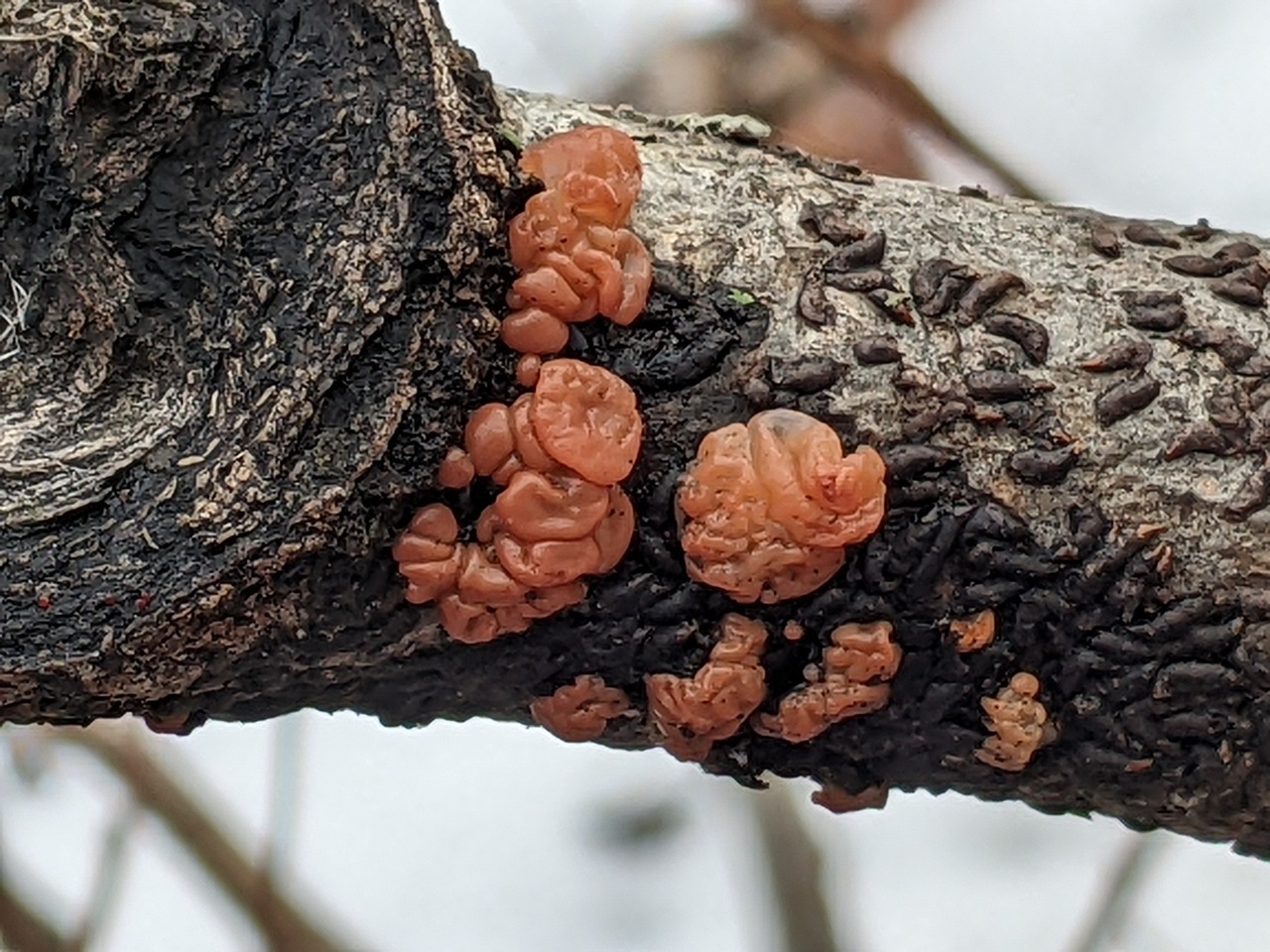 Observation mo-515642, Ditangium cerasi