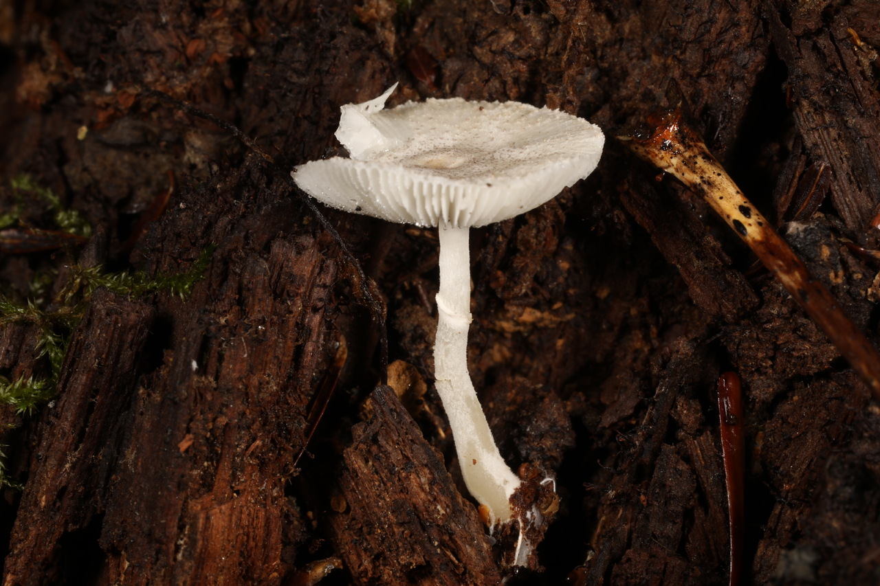 Observation mo-516489, Lepiota phaeosticta