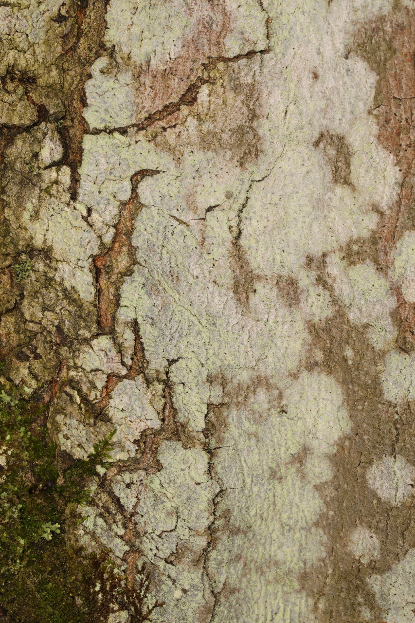 Observation mo-517161, Lepraria caesiella
