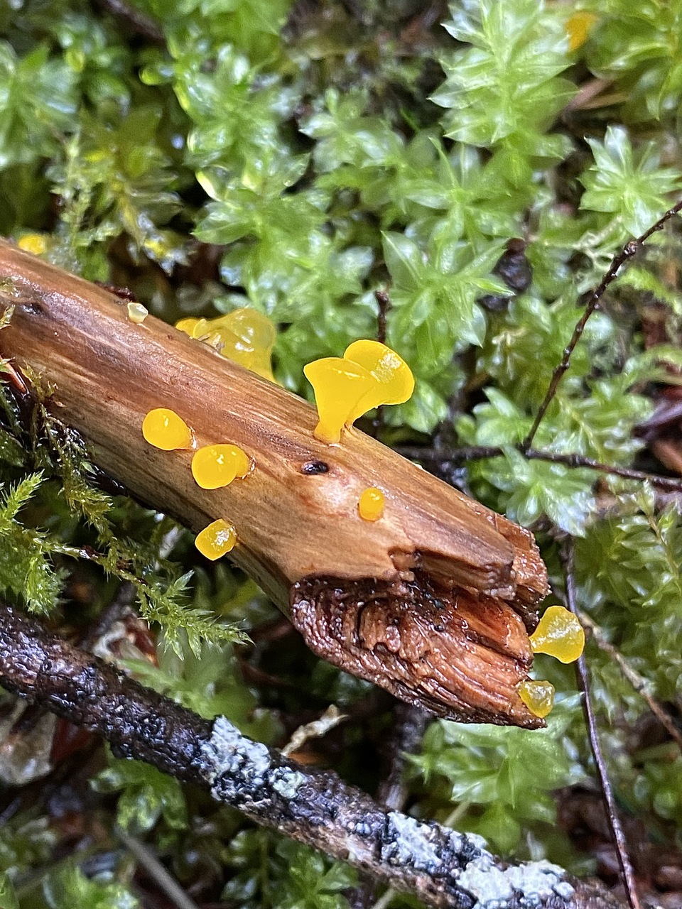 Observation mo-518643, Heterotextus alpinus