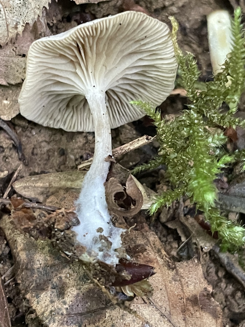 Observation mo-519922, Clitocybe brunneoceracea