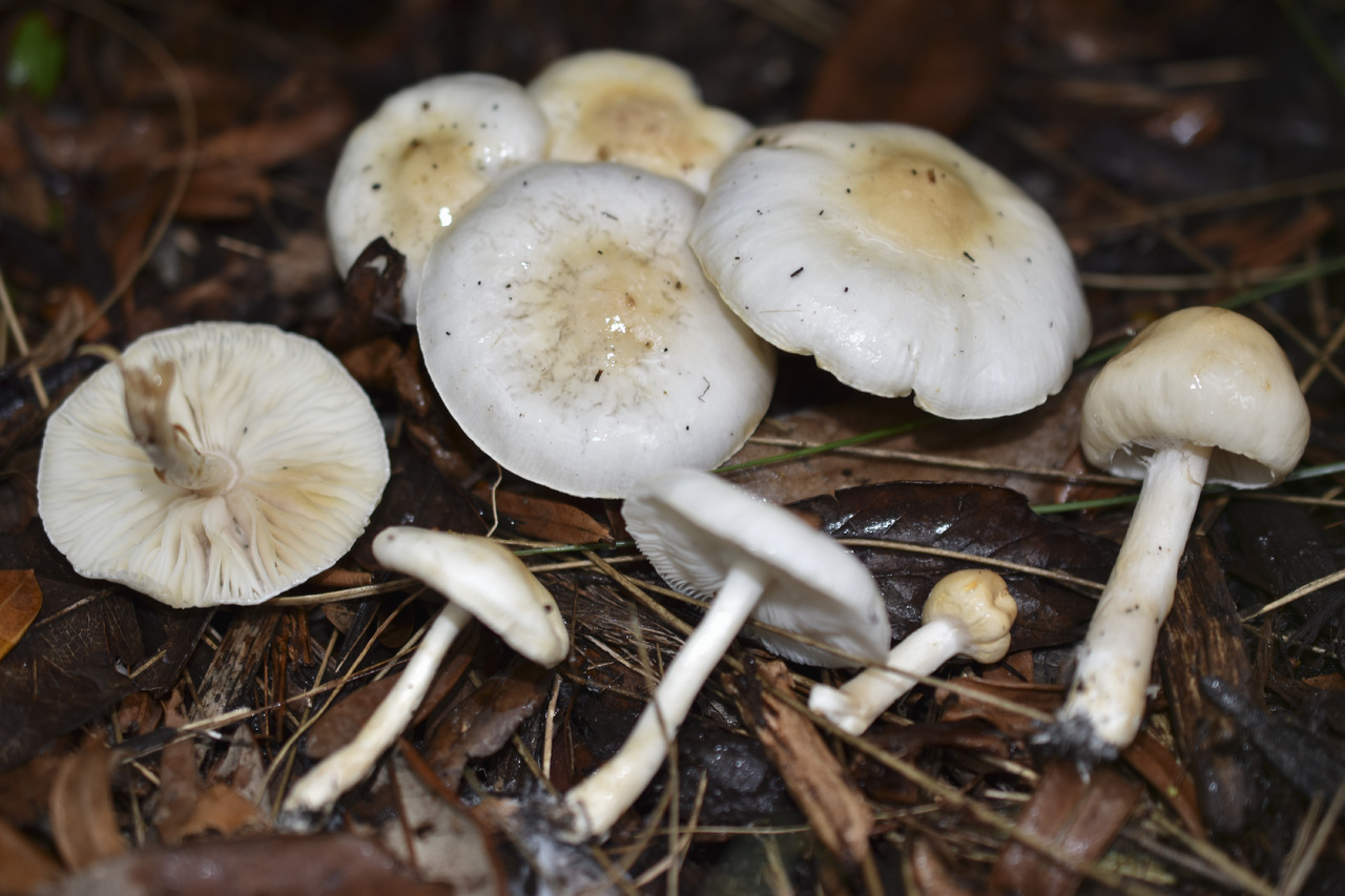 Observation mo-520415, Zhuliangomyces subillinitus