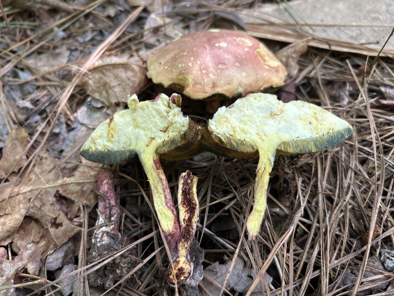 Observation mo-521557, Baorangia rufomaculata