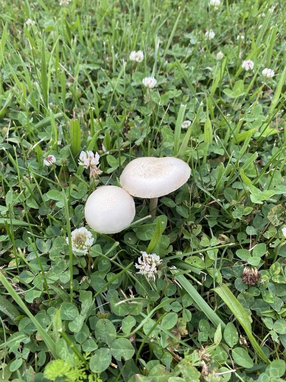 Observation mo-521833, Agrocybe dura