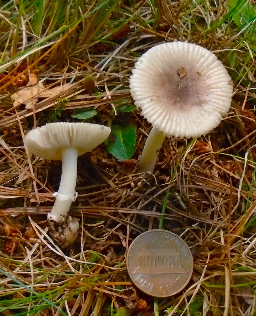 Observation mo-524340, Amanita sp. 'subvirginiana01'