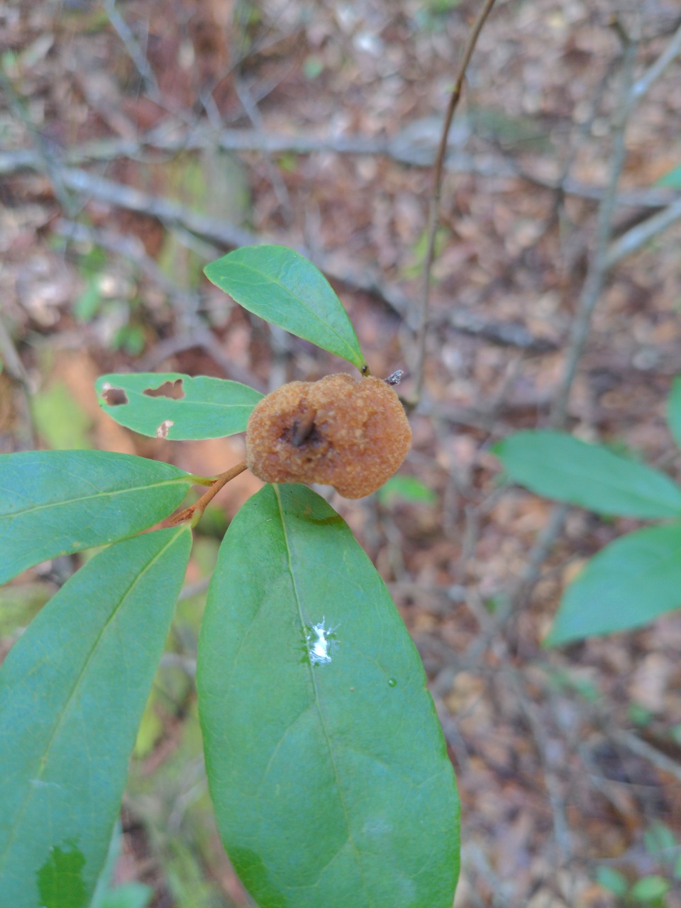 Observation mo-524491, Inonotus amplectens
