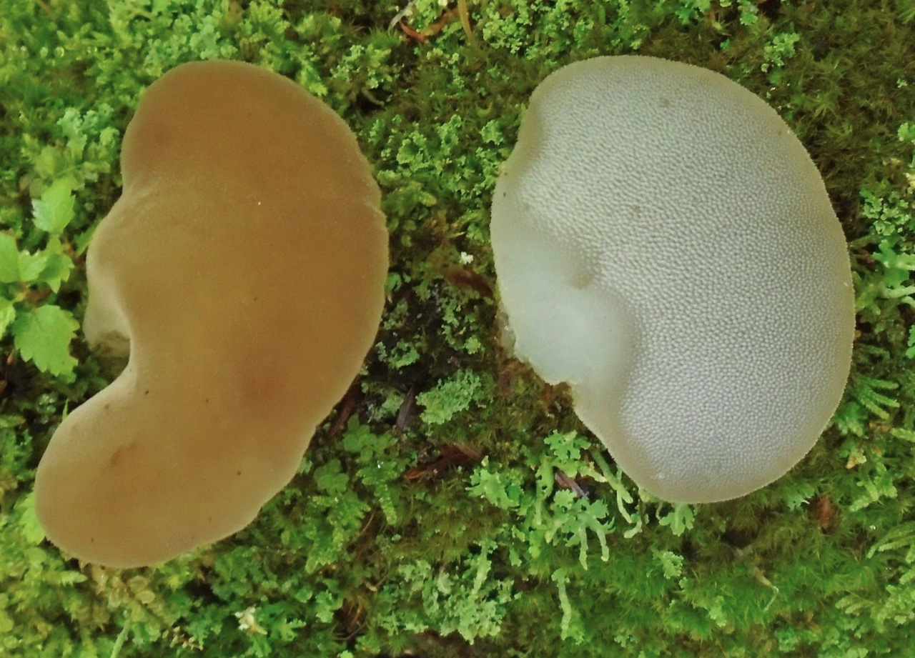 Observation mo-525156, Pseudohydnum gelatinosum