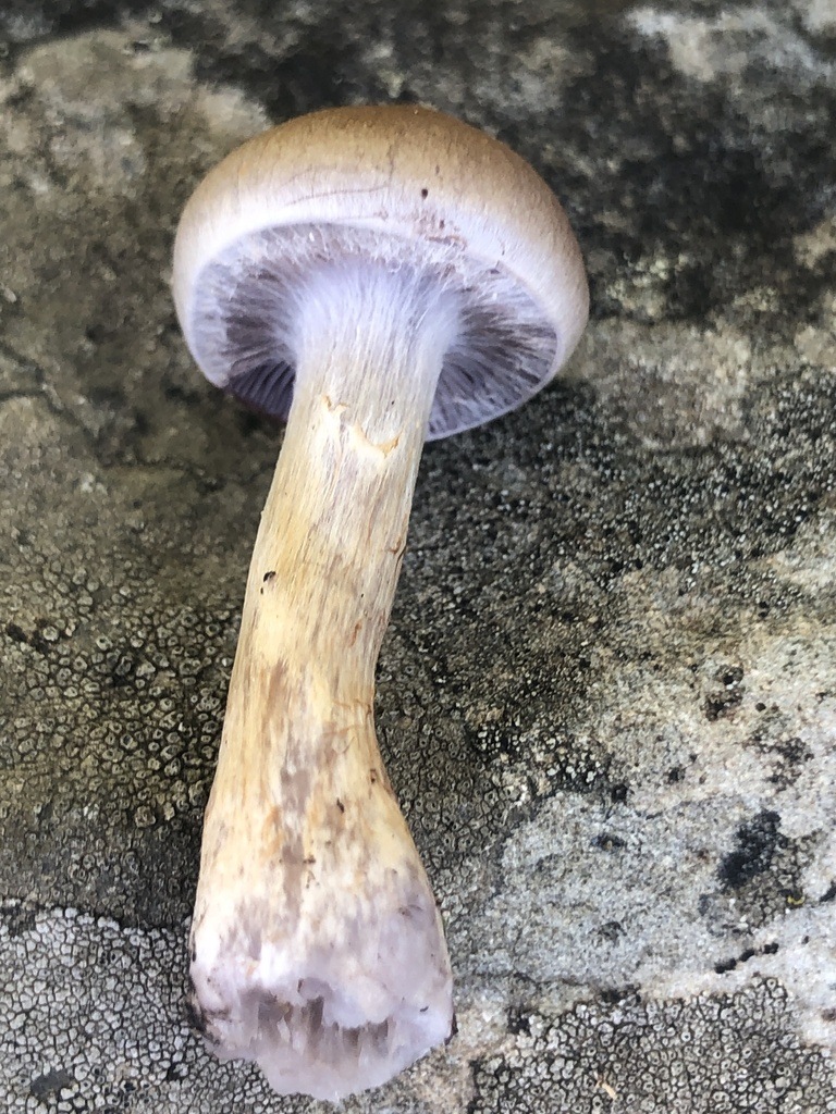Observation mo-525461, Cortinarius albocyaneus