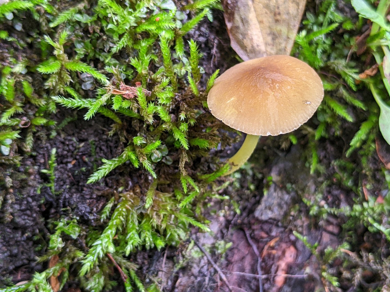 Observation mo-525714, Pluteus fulvibadius