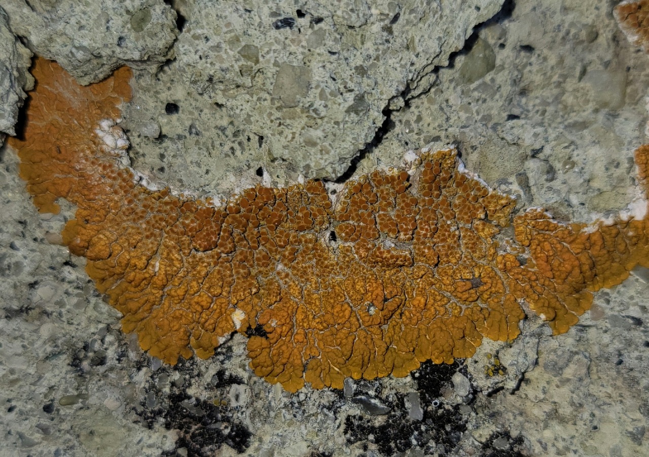 Observation mo-526948, Xanthomendoza trachyphylla