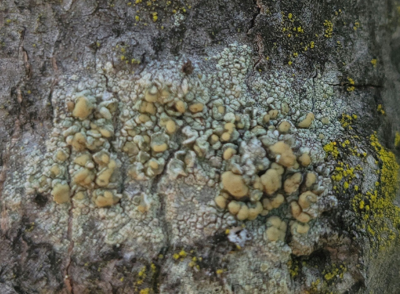 Observation mo-526970, Lecanora symmicta