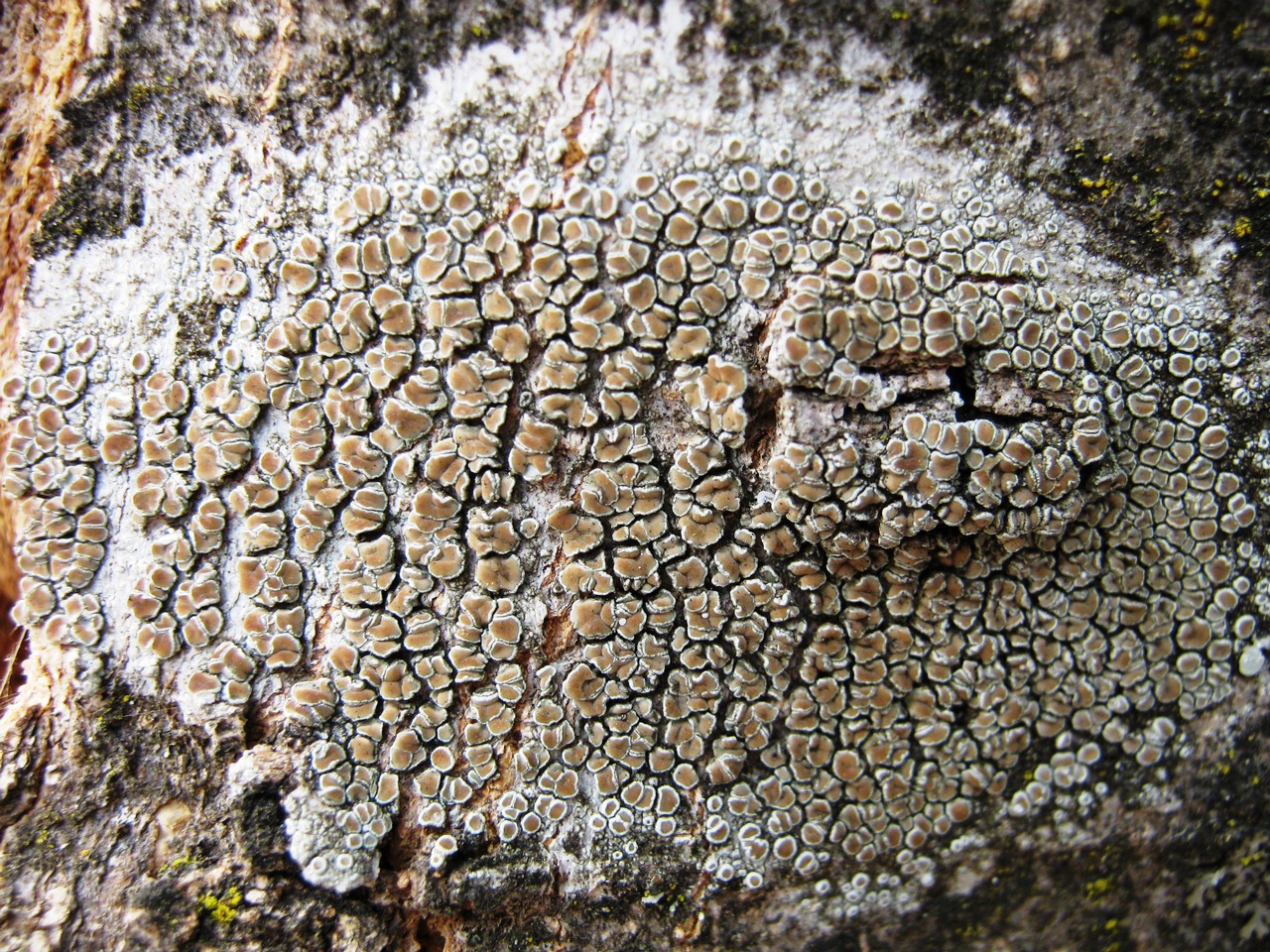 Observation mo-52711, Lecanora varia