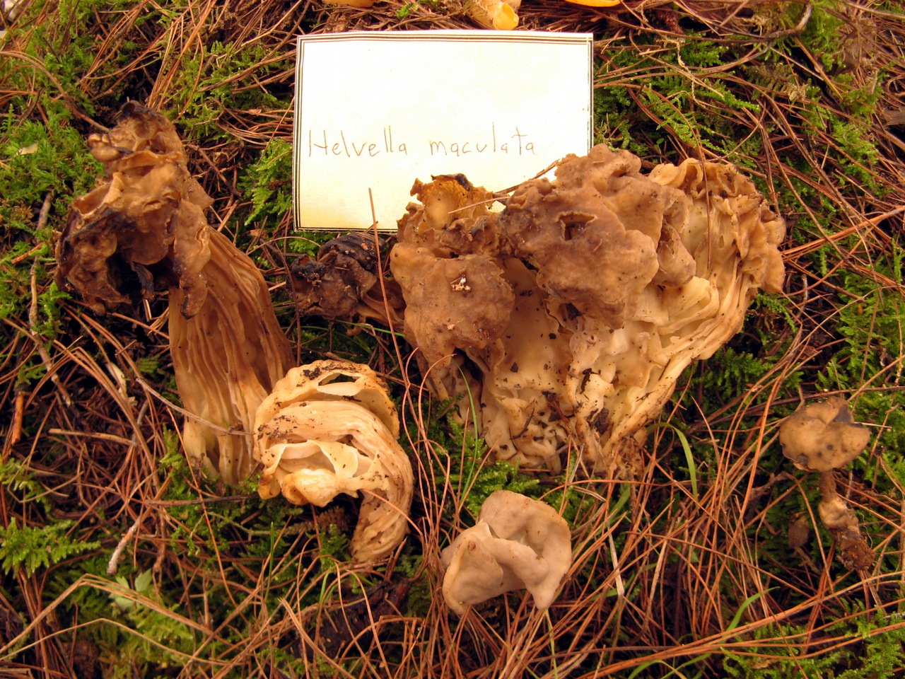 Observation mo-52724, Helvella maculata
