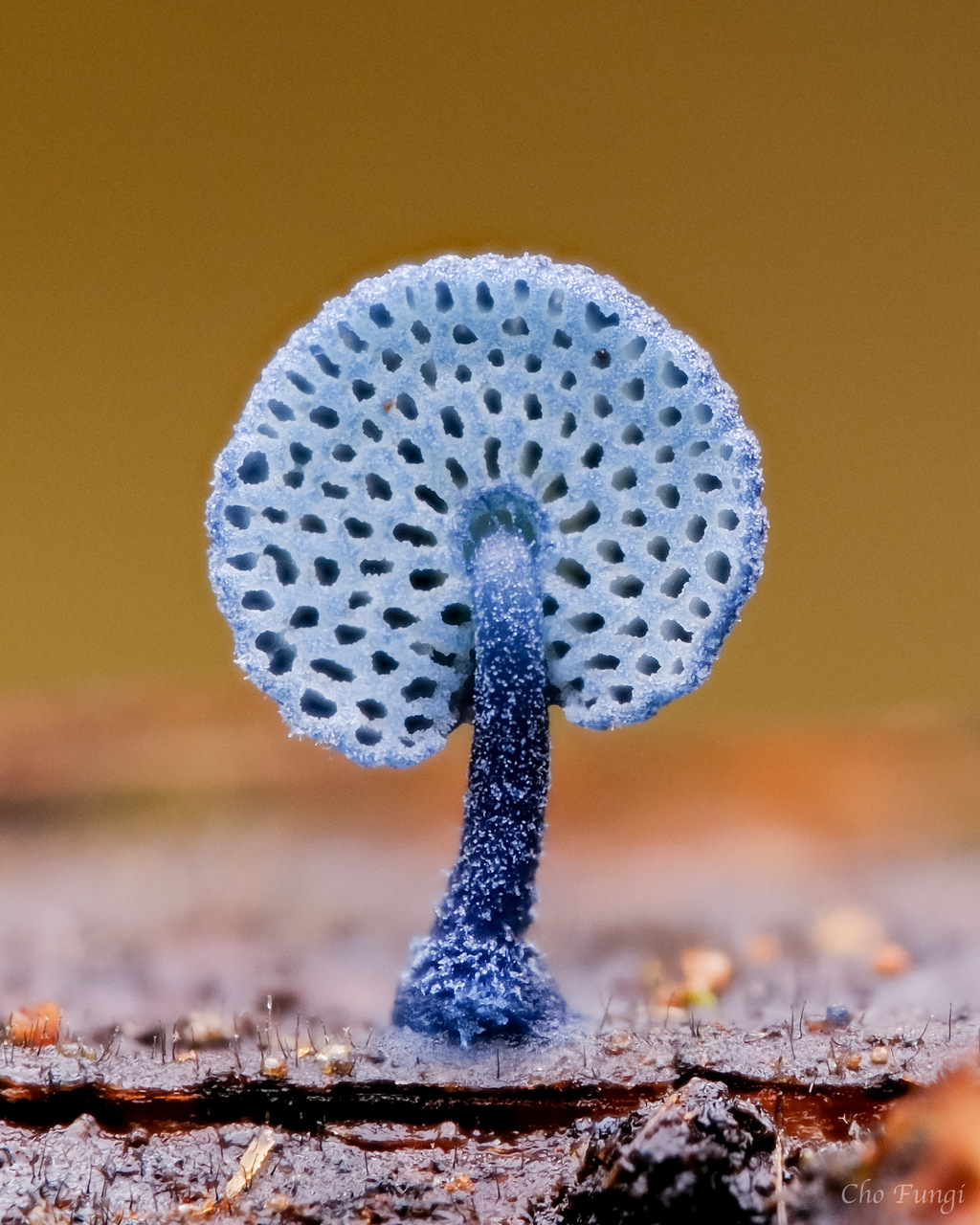 Observation mo-527749, Mycena indigotica