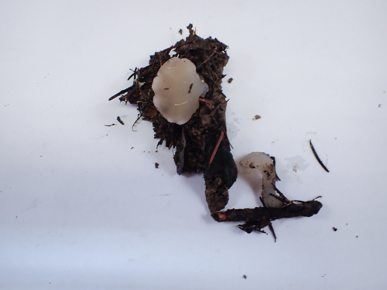 Observation mo-528308, Pseudohydnum gelatinosum