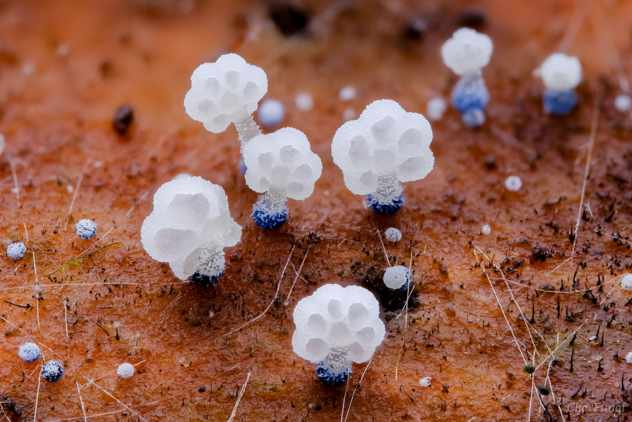 Observation mo-528496, Mycena lazulina