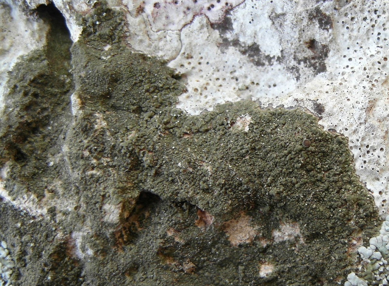 Observation mo-528762, Solenopsora olivacea