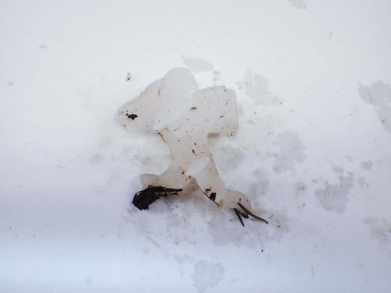 Observation mo-528939, Pseudohydnum gelatinosum