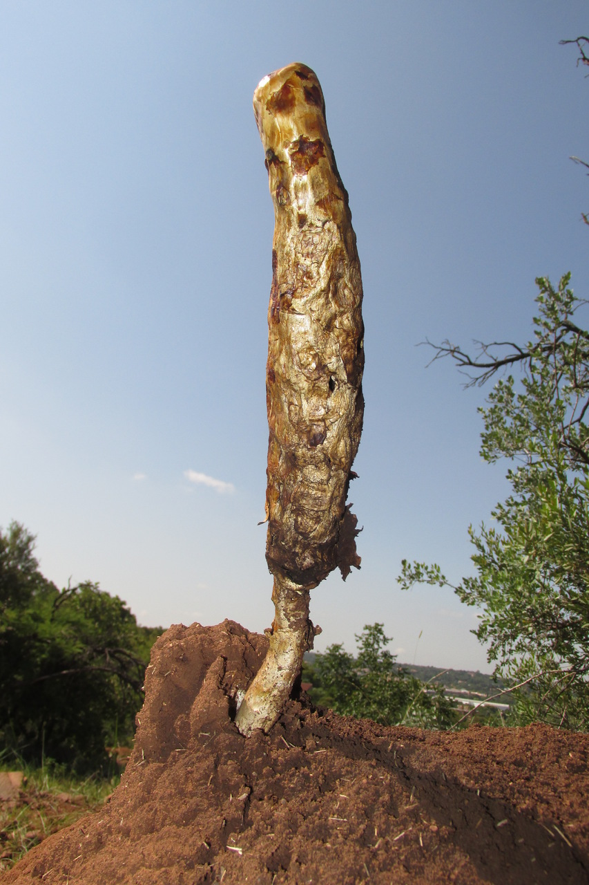 Observation mo-528988, Podaxis africana