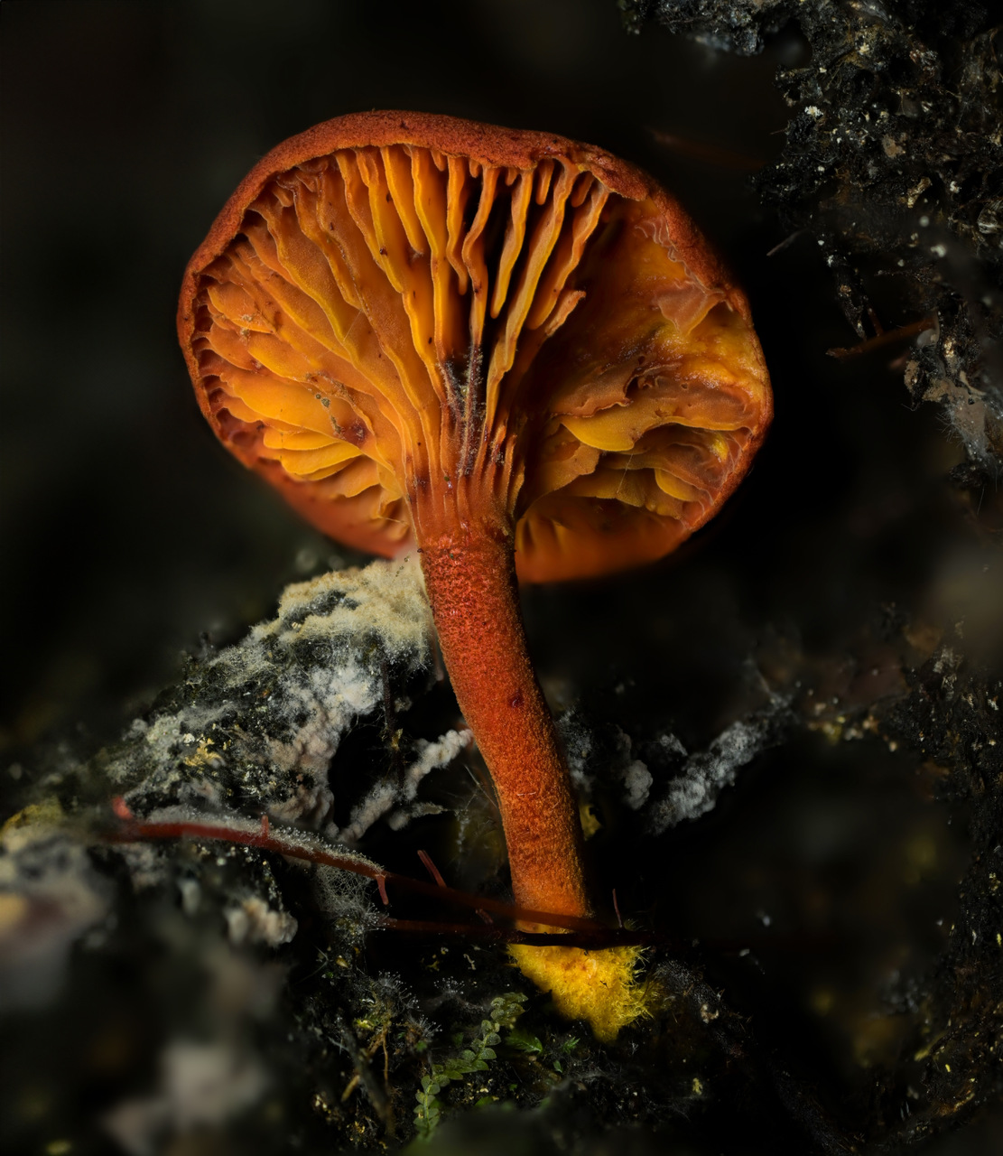 Observation mo-529546, Erythrophylloporus fagicola