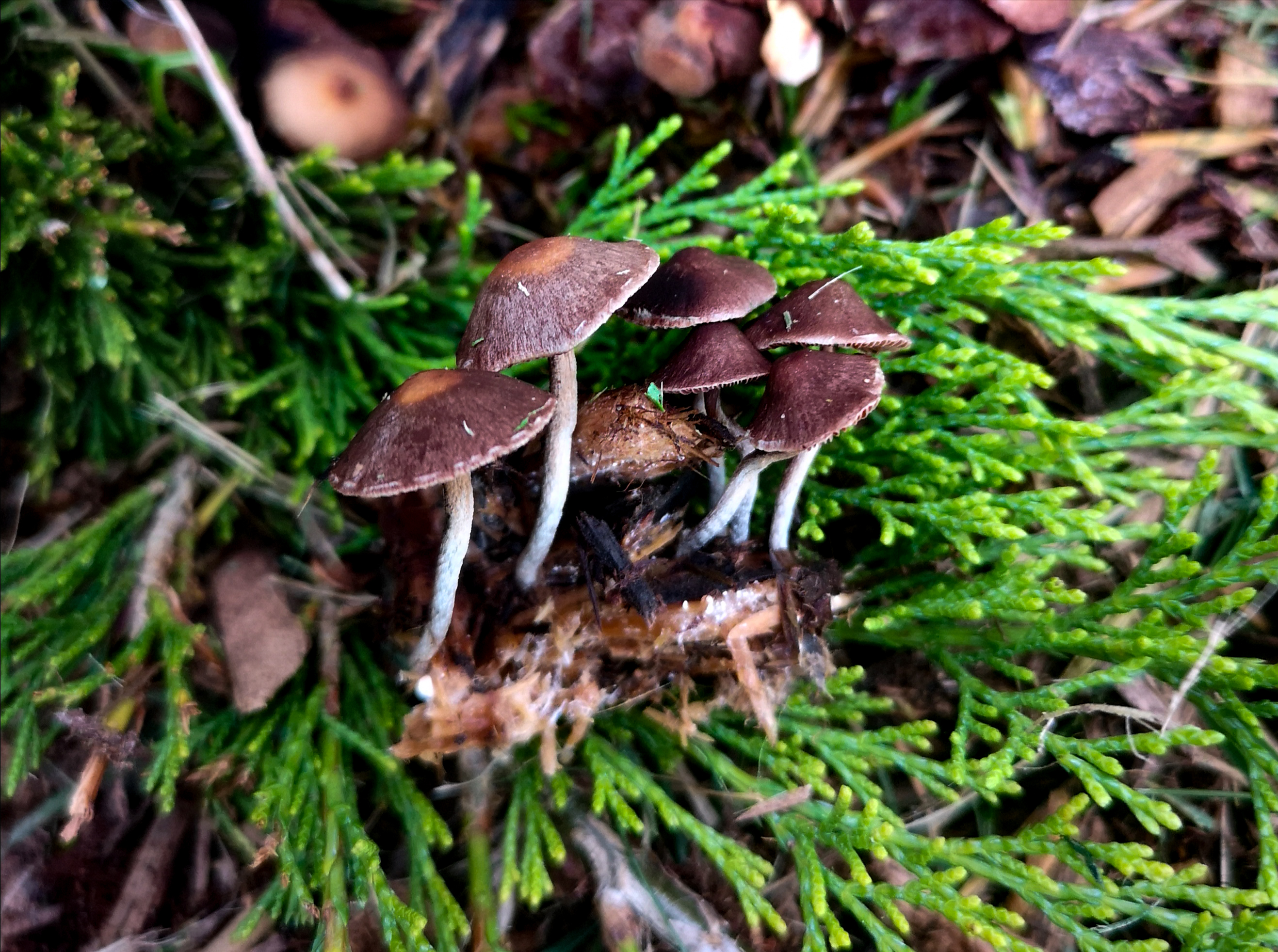 Observation mo-530442, Deconica cokeriana