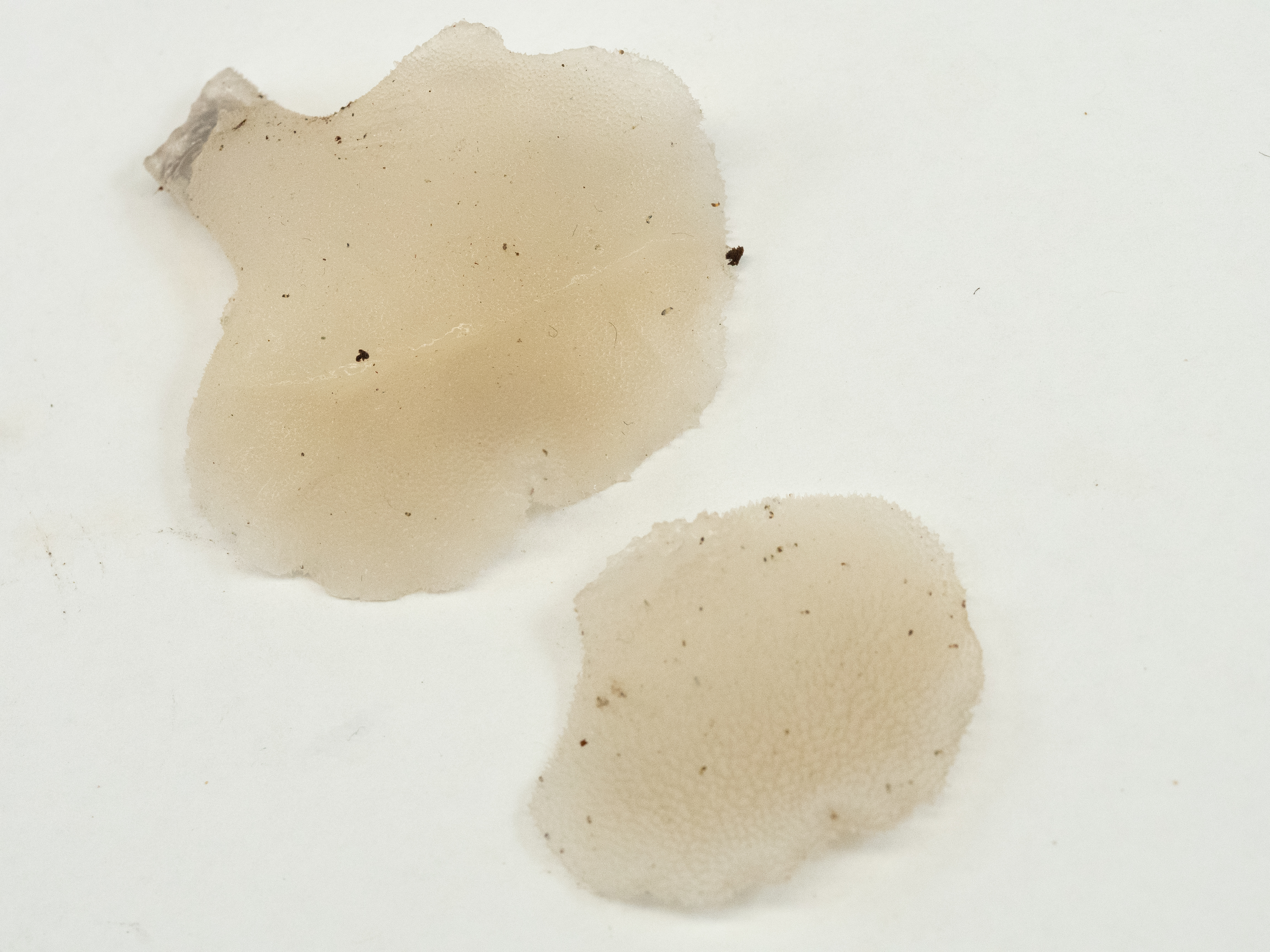 Observation mo-530994, Pseudohydnum gelatinosum
