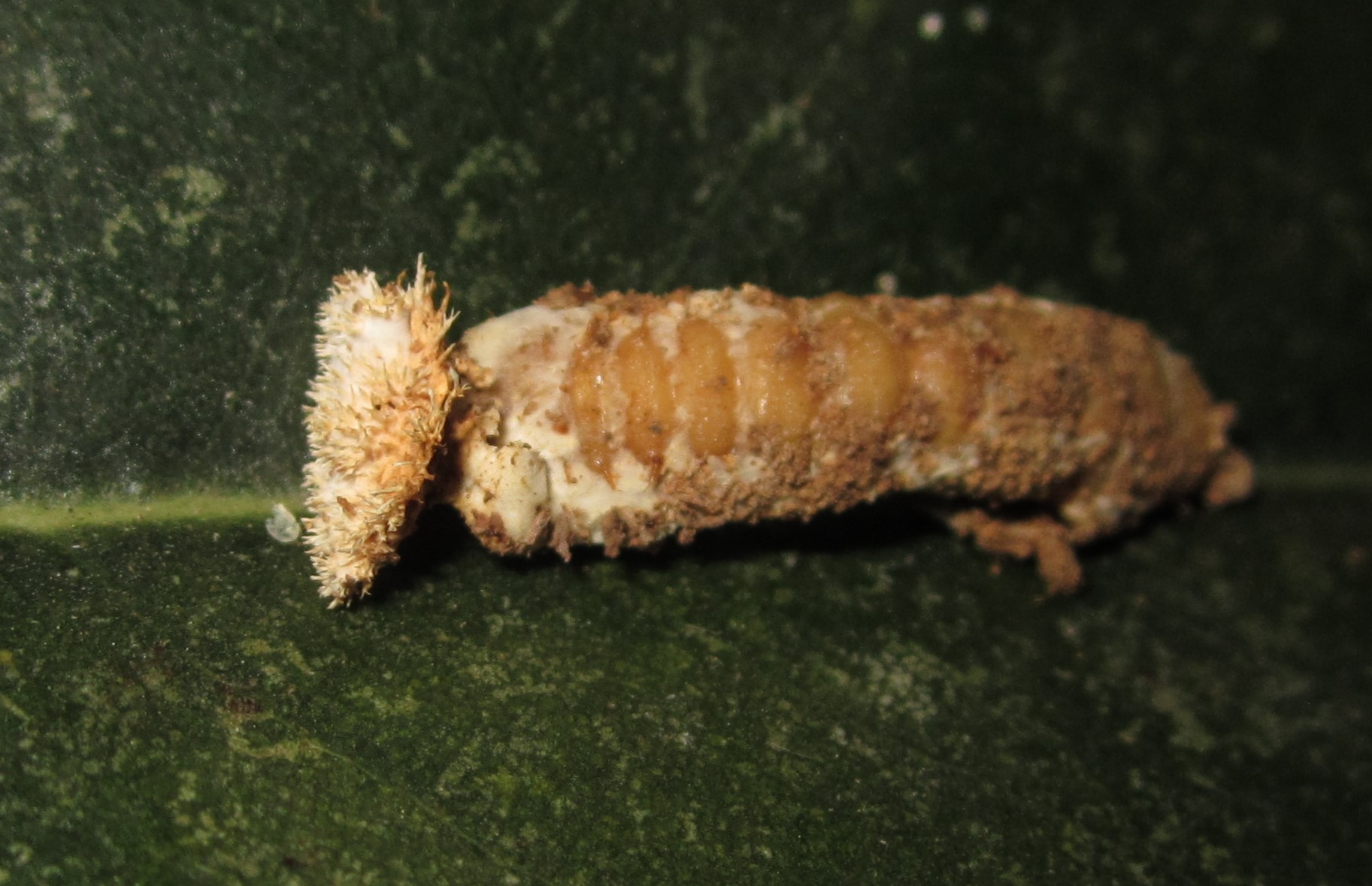 Observation mo-531173, Tolypocladium inflatum