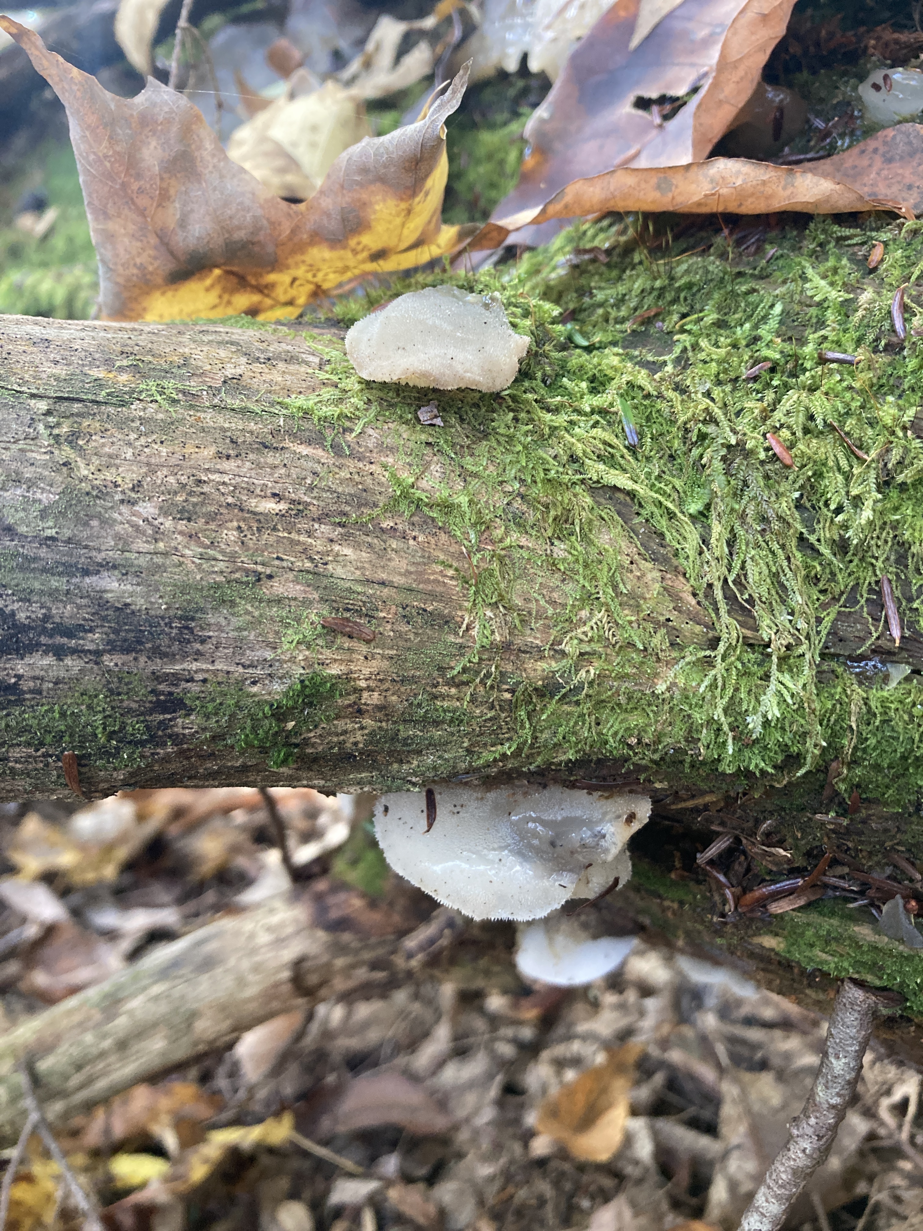 Observation mo-532680, Pseudohydnum gelatinosum