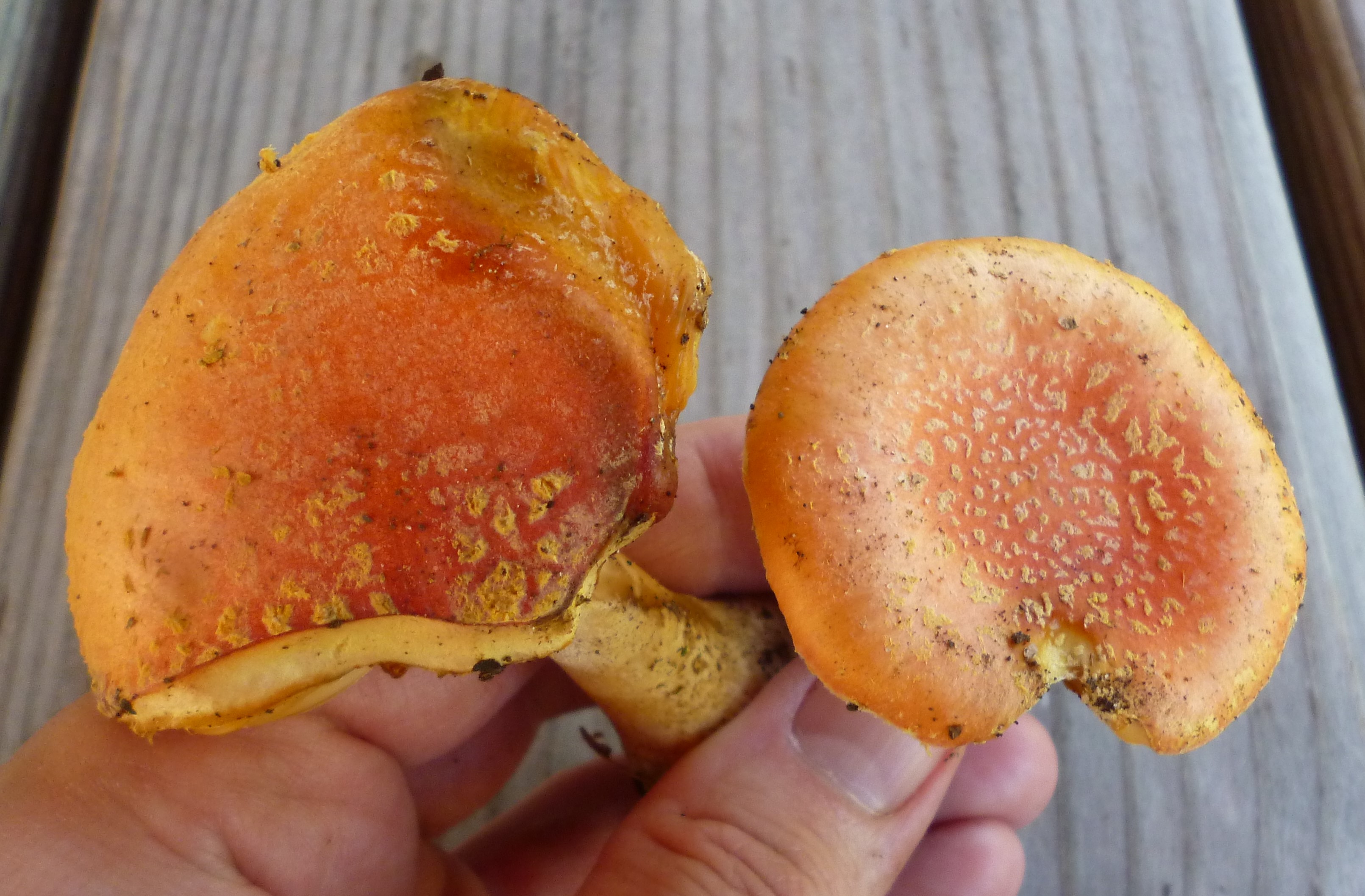 Observation mo-532753, Amanita austrowellsii