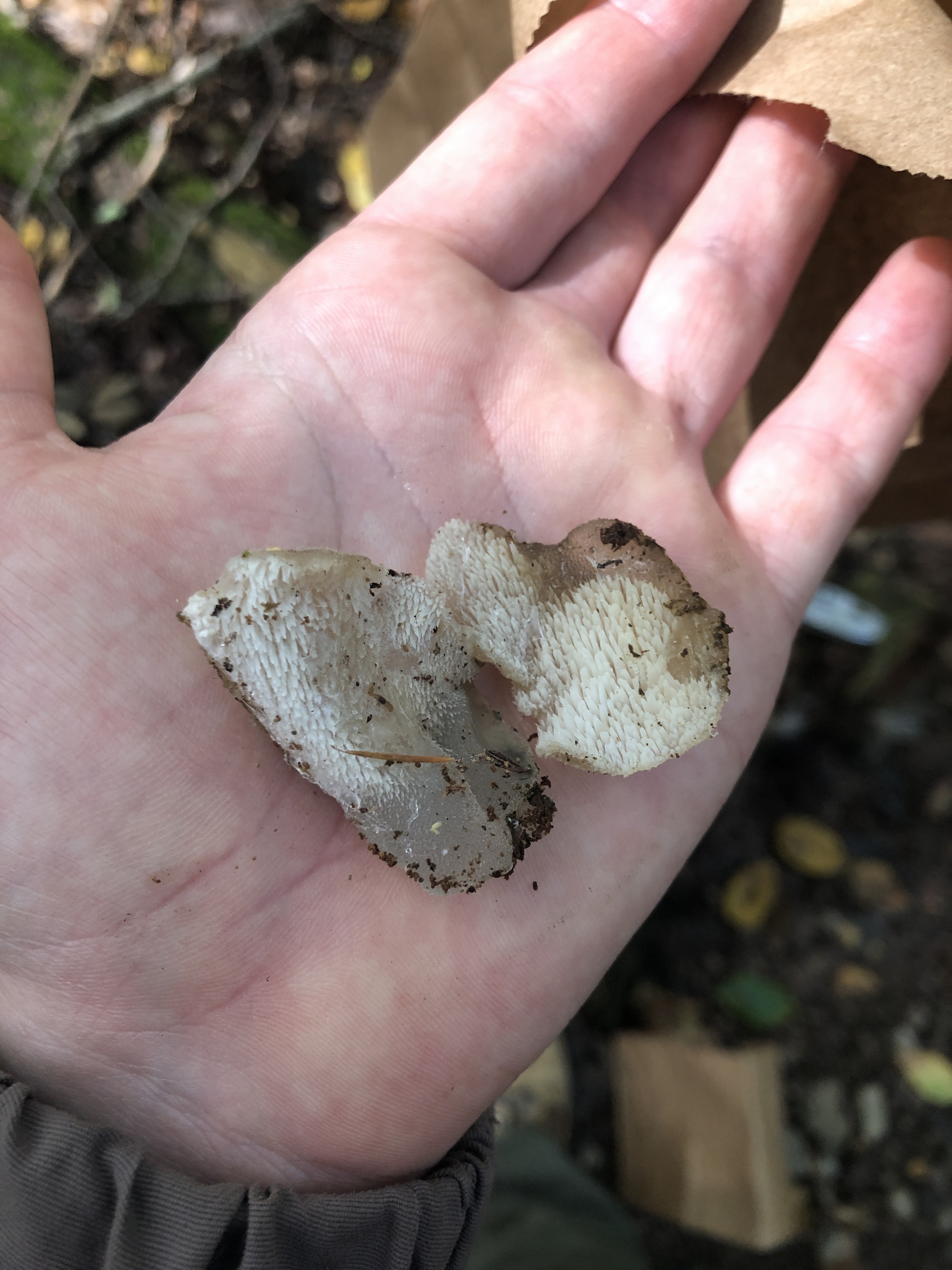 Observation mo-533340, Pseudohydnum gelatinosum