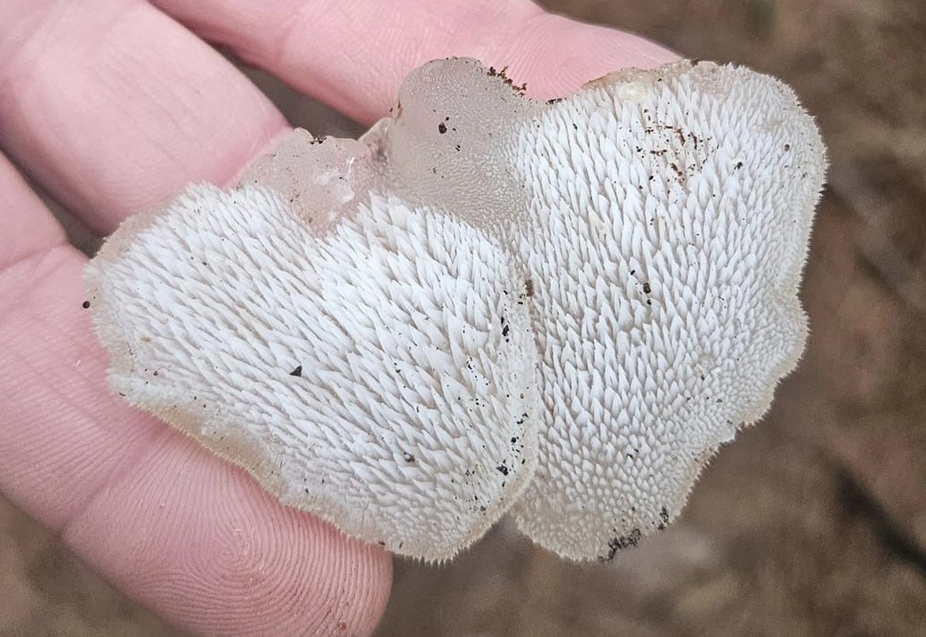 Observation mo-533597, Pseudohydnum gelatinosum
